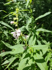 Stachys pilosa