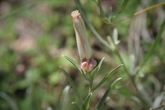 Convolvulus holosericeus