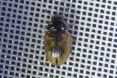 Cercyon unipunctatus