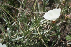 Convolvulus holosericeus