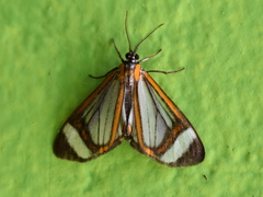 Hyalurga sora