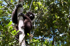 Propithecus edwardsi