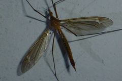 Tipula lunata