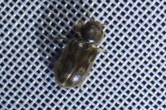 Heterocerus fenestratus
