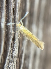 Argyresthia glabratella