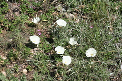 Convolvulus holosericeus