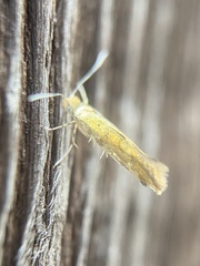 Argyresthia glabratella