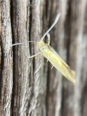 Argyresthia glabratella