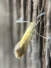 Argyresthia glabratella