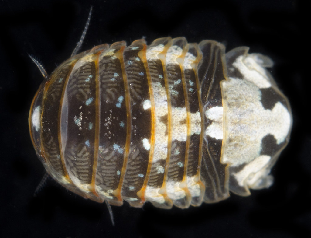 Gnorimosphaeroma