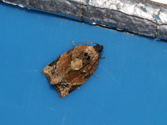 Neocalyptis affinisana