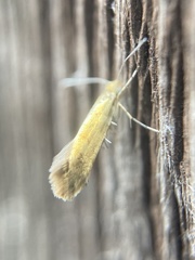 Argyresthia glabratella