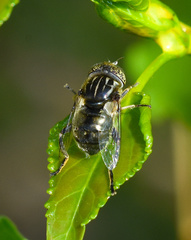Eristalinus sepulchralis