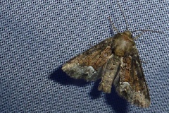 Oligia strigilis