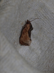 Cryptophlebia ombrodelta