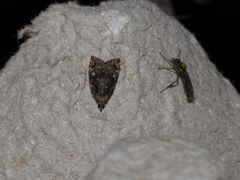 Gatesclarkeana idia