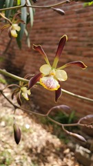 Encyclia alata