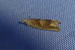 Eucosma conterminana