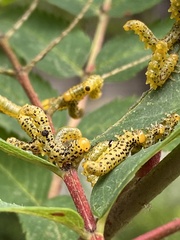 Pristiphora geniculata