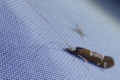 Athripsodes albifrons