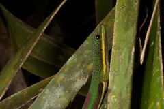 Phelsuma lineata