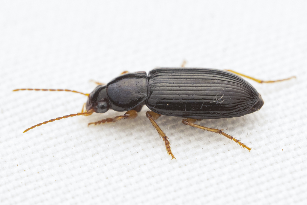 Selenophorus hylacis