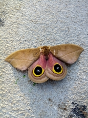 Automeris belti
