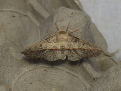 Antictenia punctunculus