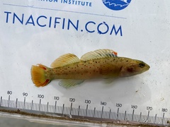 Etheostoma vulneratum