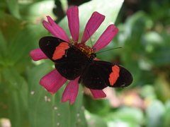 Heliconius erato hydara