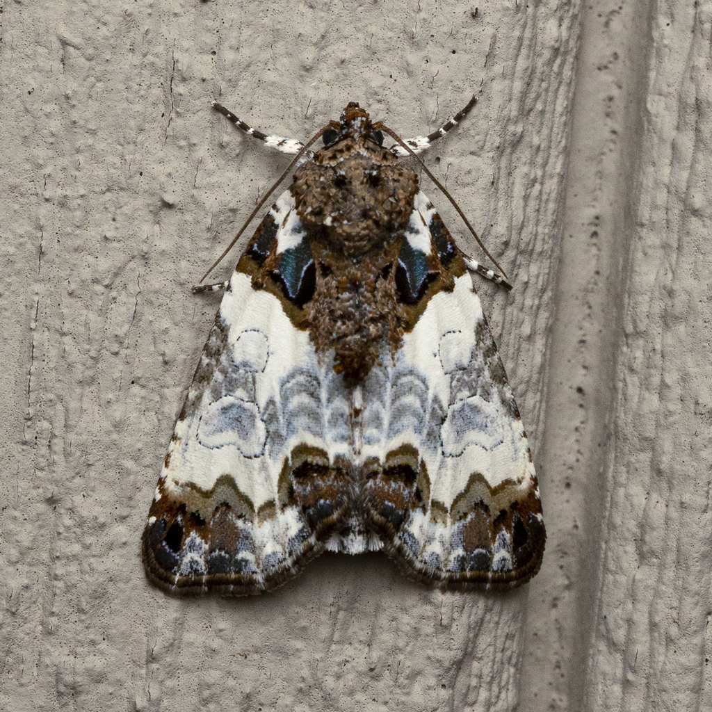 Tufted Bird-dropping Moth (Lee County SC Moths) · iNaturalist