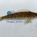 Blotchside Logperch - Photo (c) fishecke, some rights reserved (CC BY-NC), uploaded by fishecke