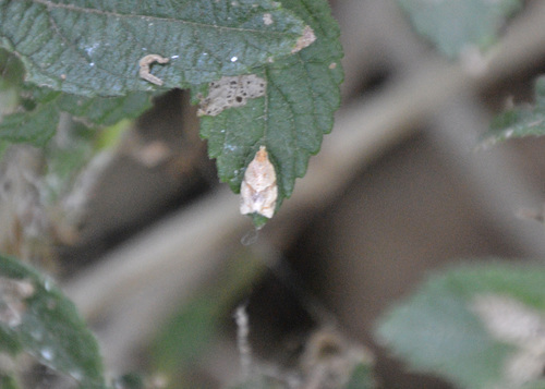 photo of Garden Tortrix (Clepsis peritana)
