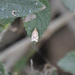 photo of Garden Tortrix (Clepsis peritana)