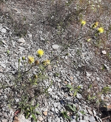 Centaurea salonitana