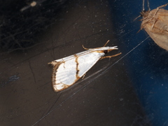Pseudargyria interruptella