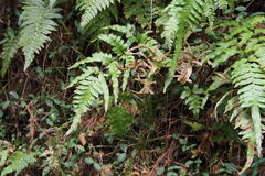 Pteris terminalis fauriei