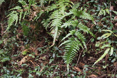 Pteris terminalis fauriei