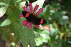 Heliconius erato hydara