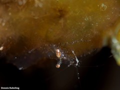 Periclimenes scriptus