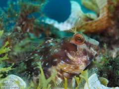 Parablennius goreensis