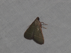 Hypsopygia nonusalis