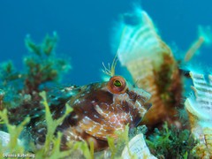 Parablennius goreensis