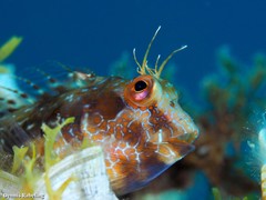 Parablennius goreensis