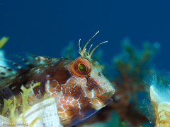 Parablennius goreensis