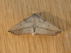 Antictenia punctunculus