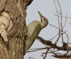 Picus vaillantii