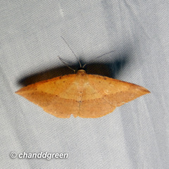 Pseudonadagara semicolor