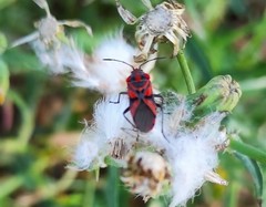 Spilostethus furcula