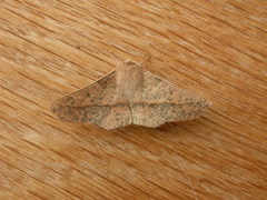 Antictenia punctunculus